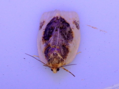 Clepsis melaleucanus