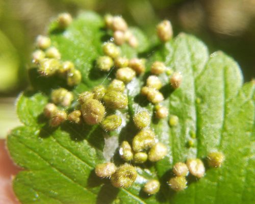 Fragariocoptes setiger