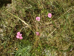Linum pubescens