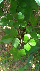 Eleutherococcus trifoliatus setosus