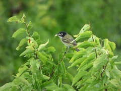 Vireo atricapilla