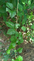 Eleutherococcus trifoliatus setosus