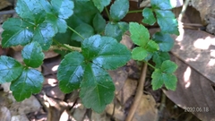 Eleutherococcus trifoliatus setosus