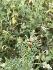 Coccinella septempunctata