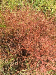 Cycloloma atriplicifolium