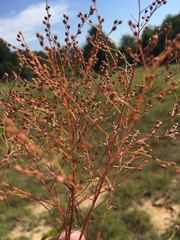 Cycloloma atriplicifolium