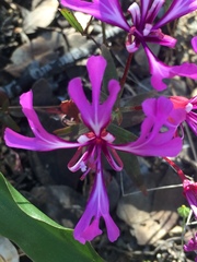 Clarkia concinna