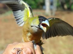 Coccothraustes abeillei