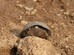 Kinosternon hirtipes