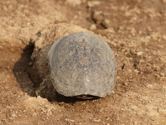 Kinosternon hirtipes