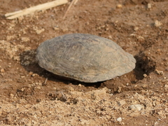 Kinosternon hirtipes