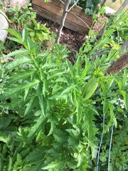 Pastinaca sativa sativa