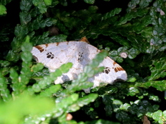 Macaria notata