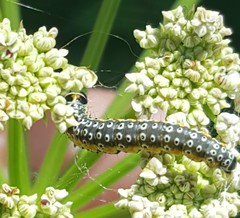Depressaria daucella