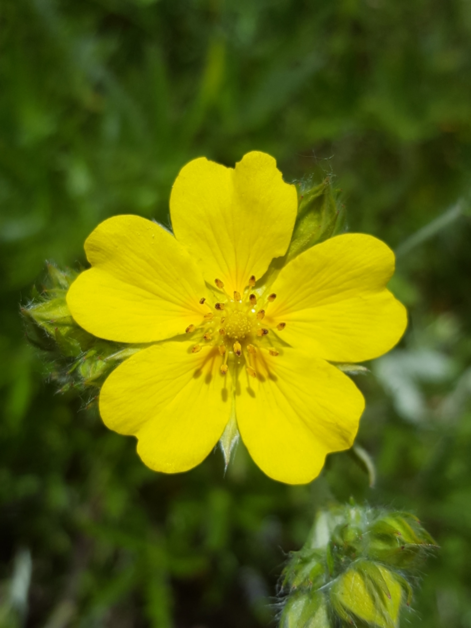 Potentilla gracilis var. gracilis
