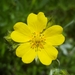 Slender Cinquefoil - Photo (c) Alex Abair, some rights reserved (CC BY-NC), uploaded by Alex Abair