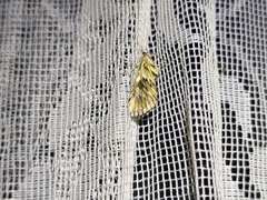 Cynaeda dentalis
