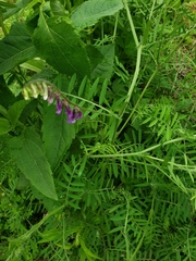 Vicia villosa villosa
