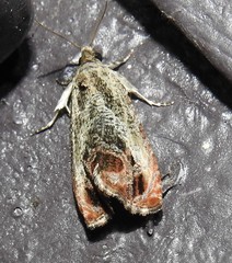 Olethreutes hamameliana