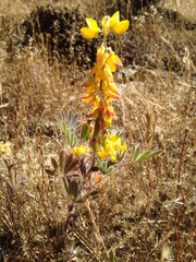 Lupinus citrinus citrinus