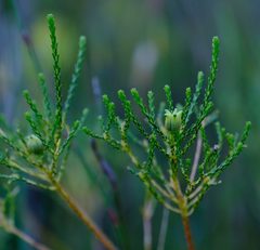 Diosma thyrsophora