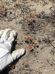 Chorizanthe howellii