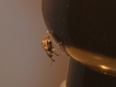 Conotrachelus anaglypticus