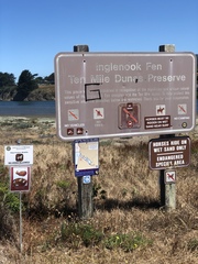 Chorizanthe howellii