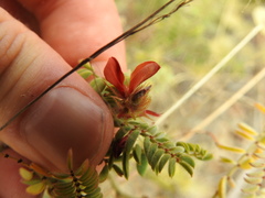 Indigofera comosa