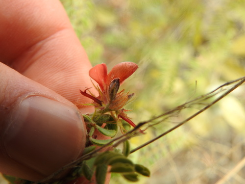 Image of Indigofera comosa by (c) Matthew Fainman, some rights reserved (CC BY)