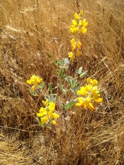 Lupinus citrinus citrinus