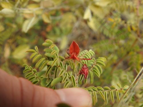 Image of Indigofera comosa by (c) Matthew Fainman, some rights reserved (CC BY)