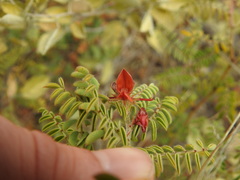 Indigofera comosa