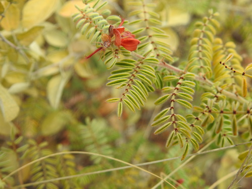 Image of Indigofera comosa by (c) Matthew Fainman, some rights reserved (CC BY)