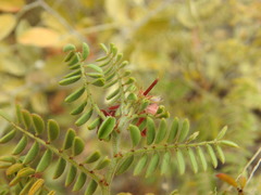 Indigofera comosa