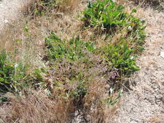 Limonium narbonense