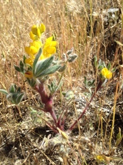 Lupinus citrinus citrinus