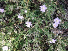 Spergularia rupicola