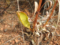 Kalanchoe paniculata