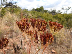 Kalanchoe paniculata