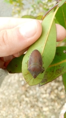 Coleotichus excellens