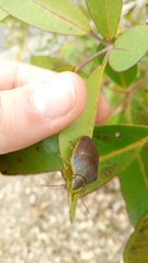 Coleotichus excellens