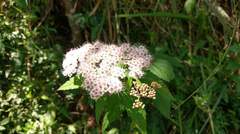 Spiraea formosana