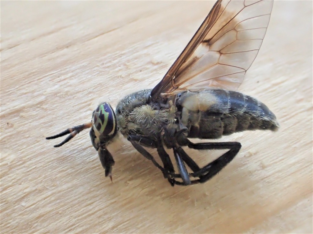 Chrysops cuclux