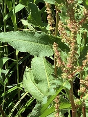 Rumex crispus
