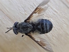 Chrysops cuclux