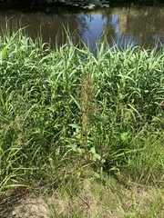 Rumex crispus