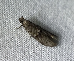 Wockia asperipunctella