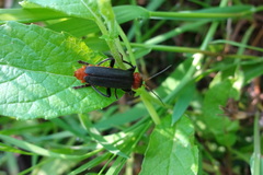 Cantharis fusca