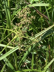 Scirpus sylvaticus